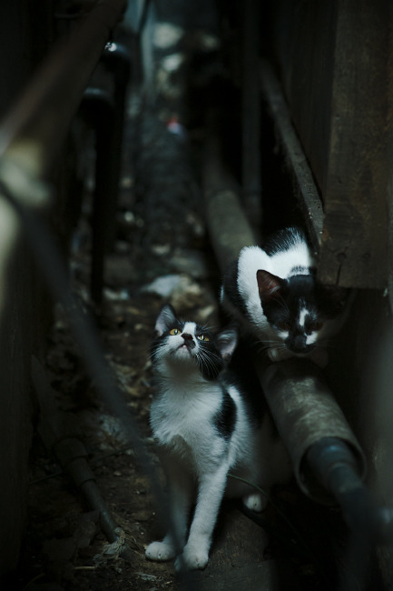 逆转经典:那些让人热血沸腾的绝杀瞬间,逆转的绝杀pdf