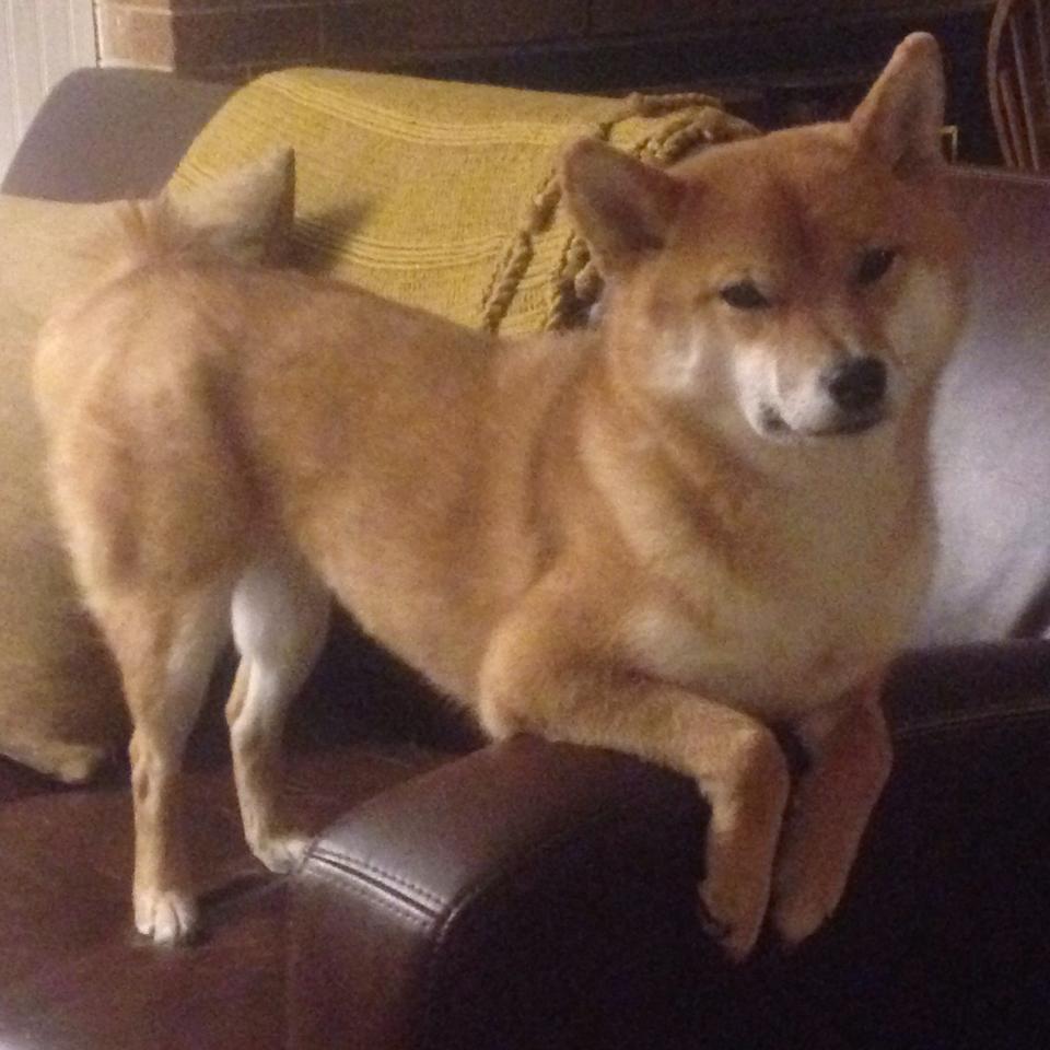 CBA赛场老将焕发第二春 经验助力关键胜利,cba总冠军教练