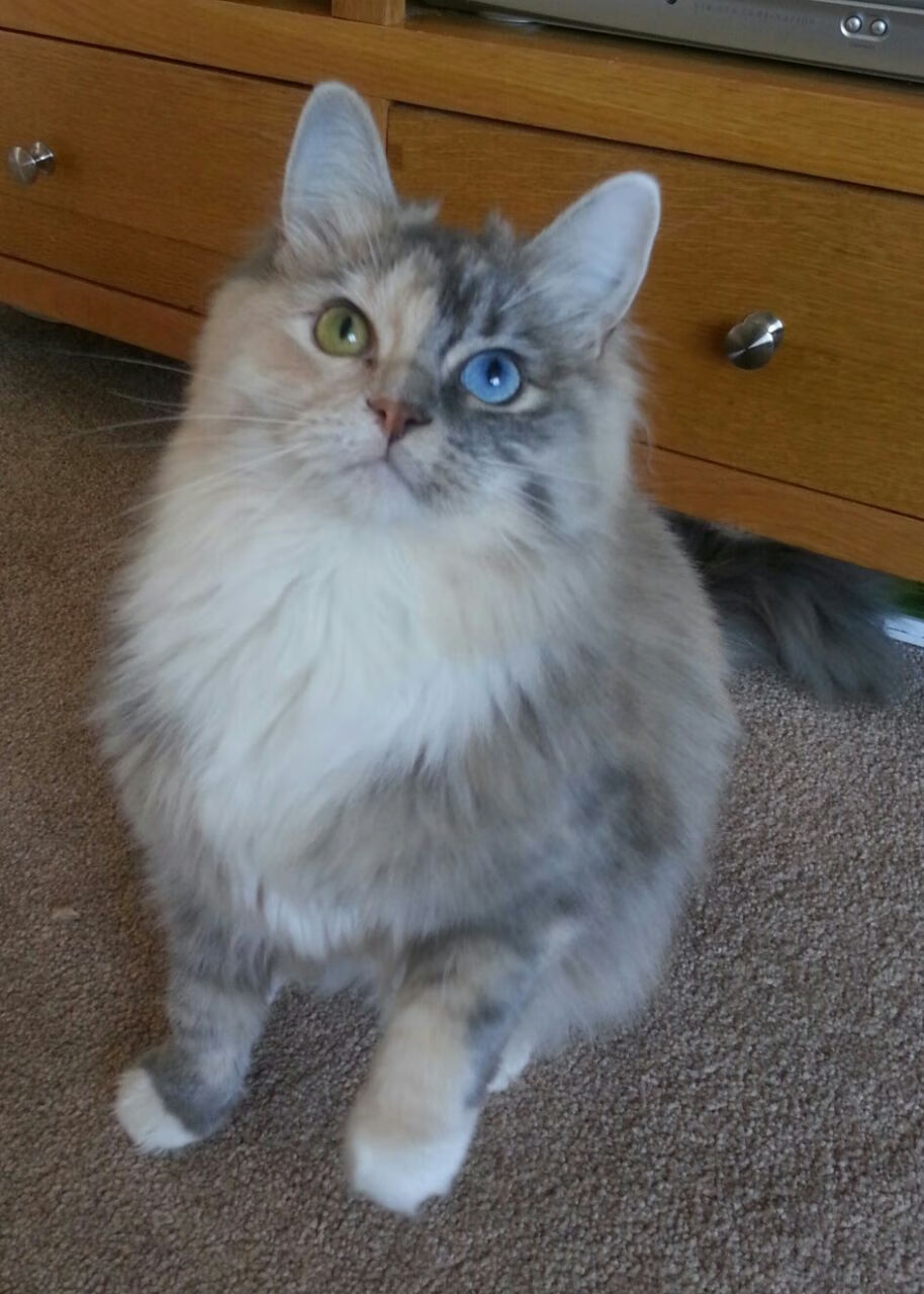 LeyuSports-国际乒联混合团体世界杯：罗马尼亚队展现出色团队合作与默契，罗马尼亚乒乓球帅哥