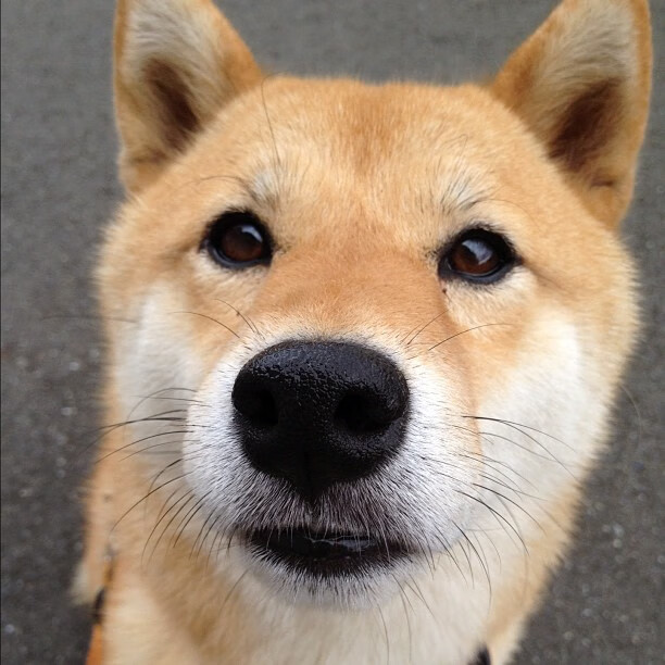 leyu乐鱼在线登录入口-校园足球指导教师专业性参差不齐，校园足球师资力量薄弱