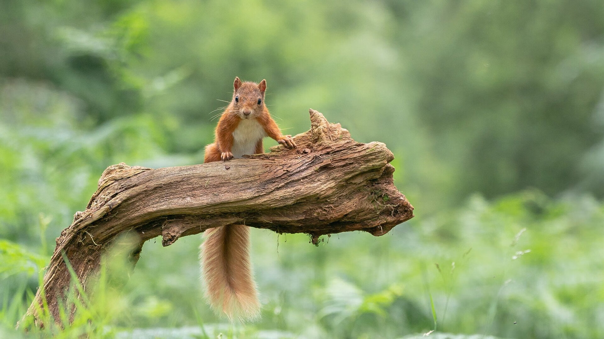 乐鱼官网-足球内容平台缺乏深度战术栏目，足球类app缺陷