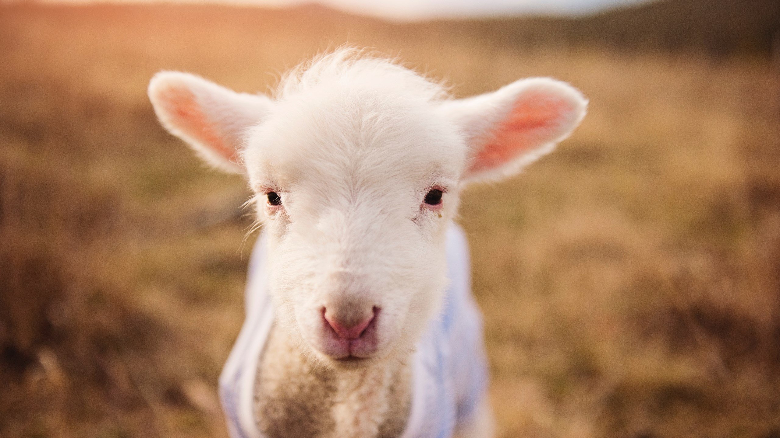 乐鱼体育APP官方下载-“安赫尔·巴尔博萨的精准传球与快攻配合，成为阿根廷美洲狮队的关键战术执行者”