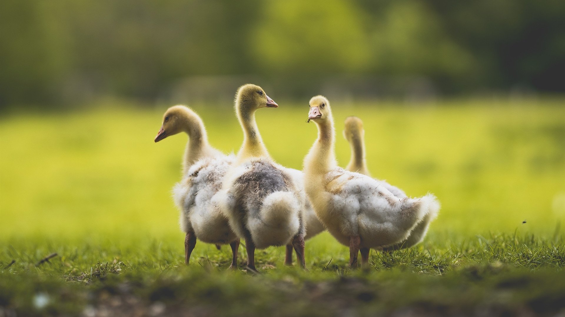 丹·卡特:全黑队成功背后的策划者和执行者,卡特 丹(carter dane)