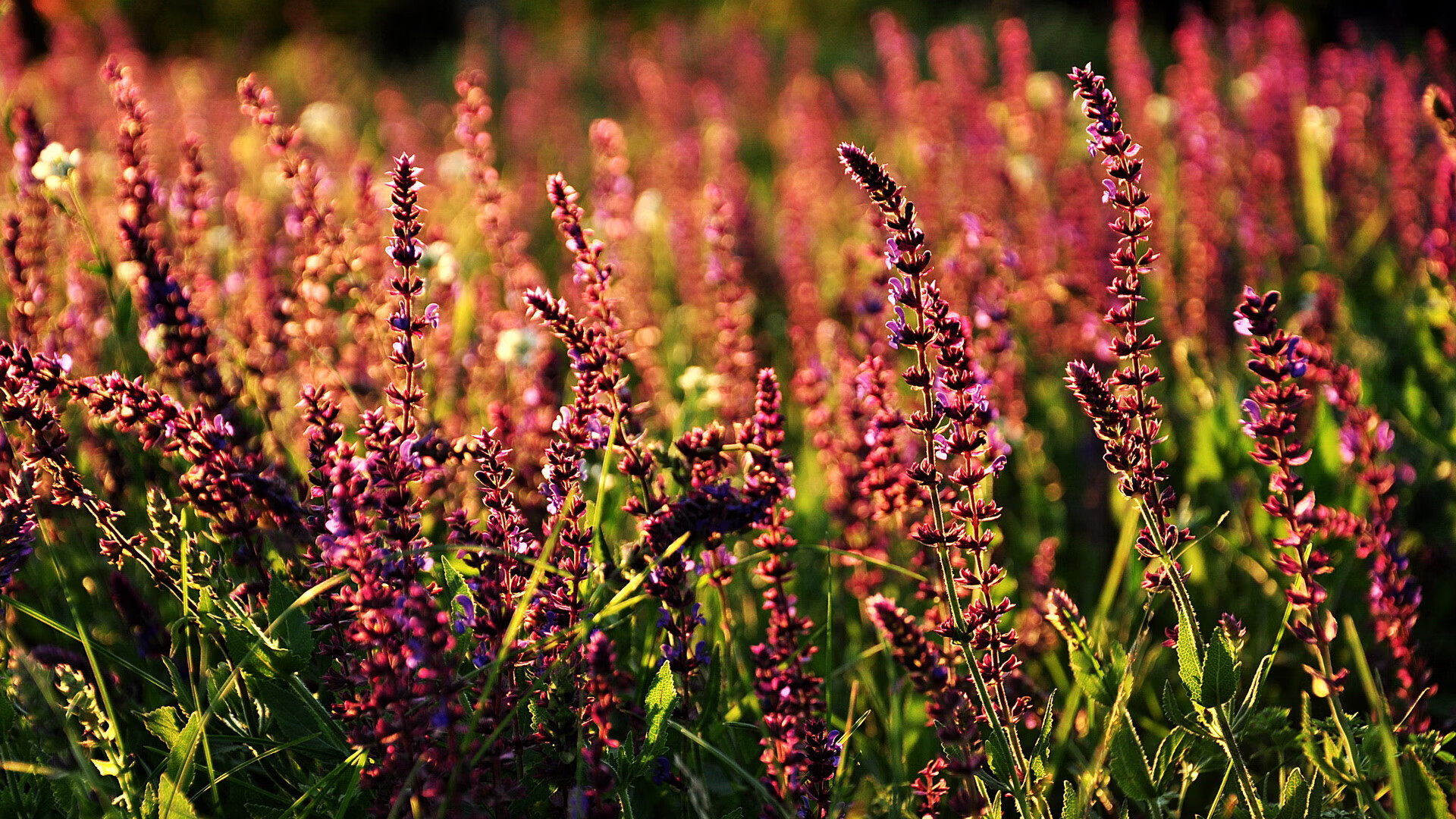 仰泳赛场韩国选手步伐稳健,仰泳比赛视频