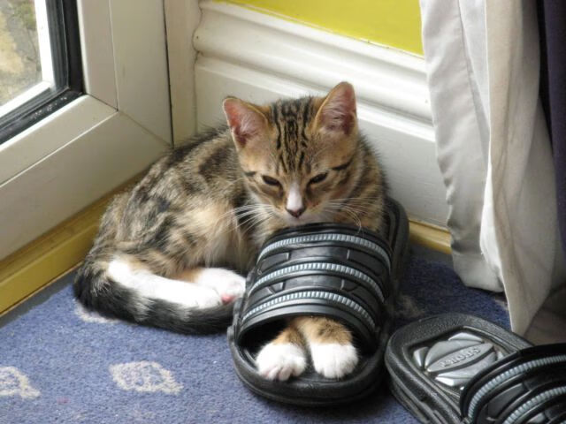 LeyuSports-公牛组织球员视频学习经典比赛片段，公牛的球队