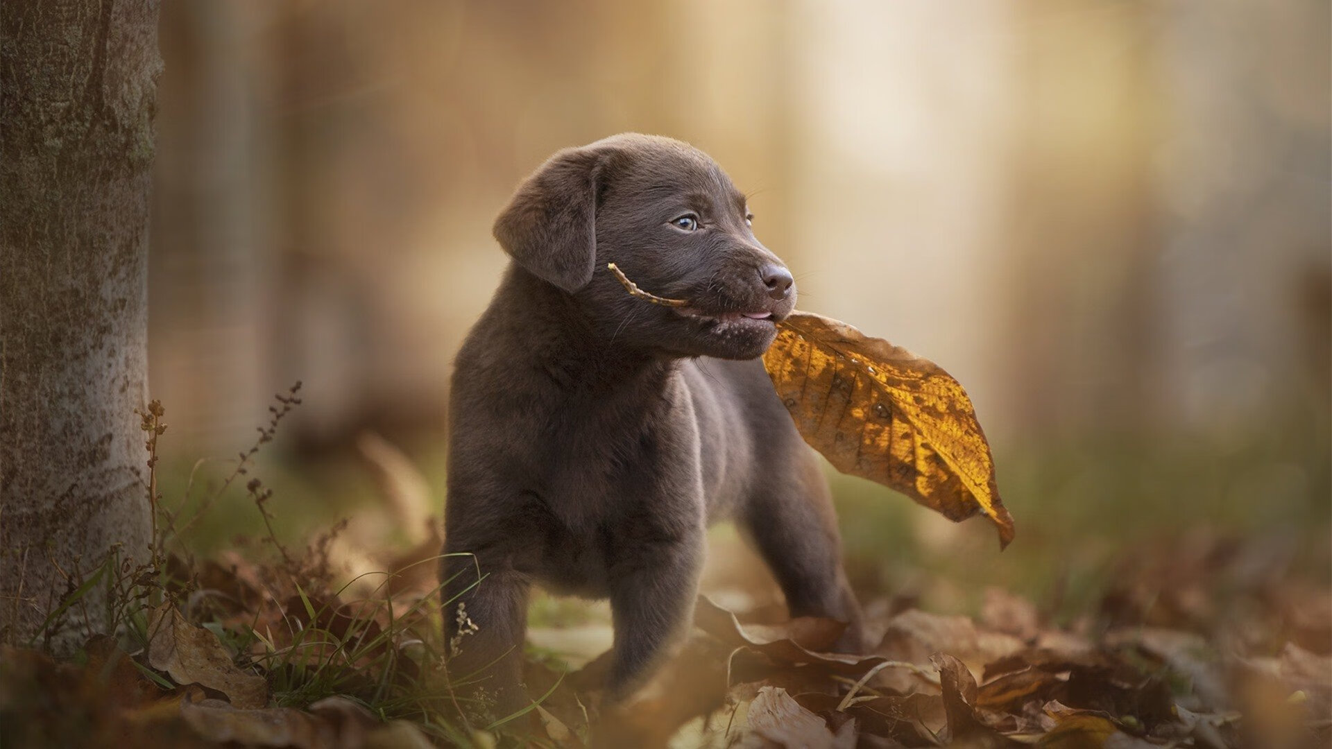 凯尔特人功勋教练荣获终身成就奖,凯尔特人功勋教练荣获终身成就奖的是谁