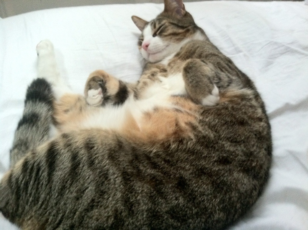 乐鱼官方登录入口-塔特的场上冷静与决断力，让袋鼠队充满信心