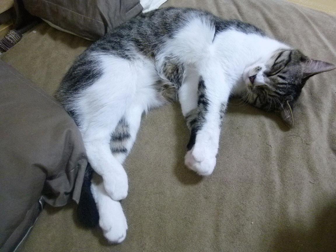 乐鱼体育App下载-库策赛场表现引发媒体热议，库洛策划