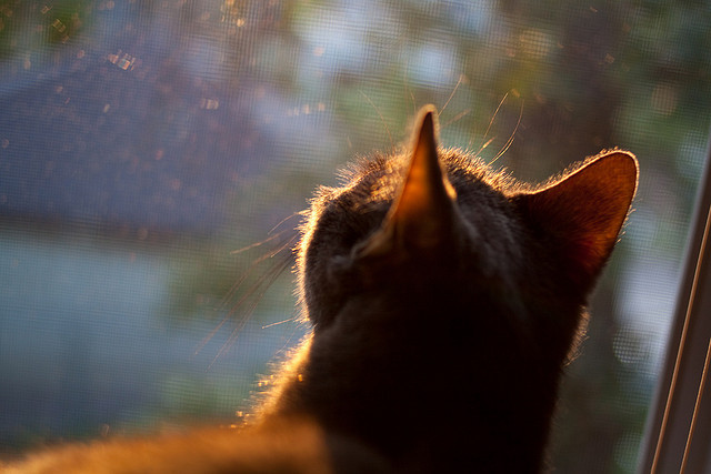库策赛场表现引发媒体热议,库洛策划