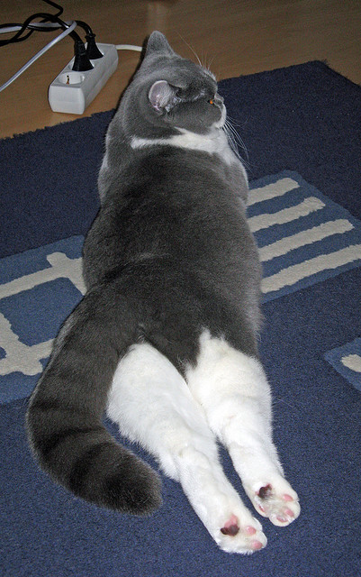 德甲飞速进攻:速度与技术的完美演绎!,德甲跑动距离排名