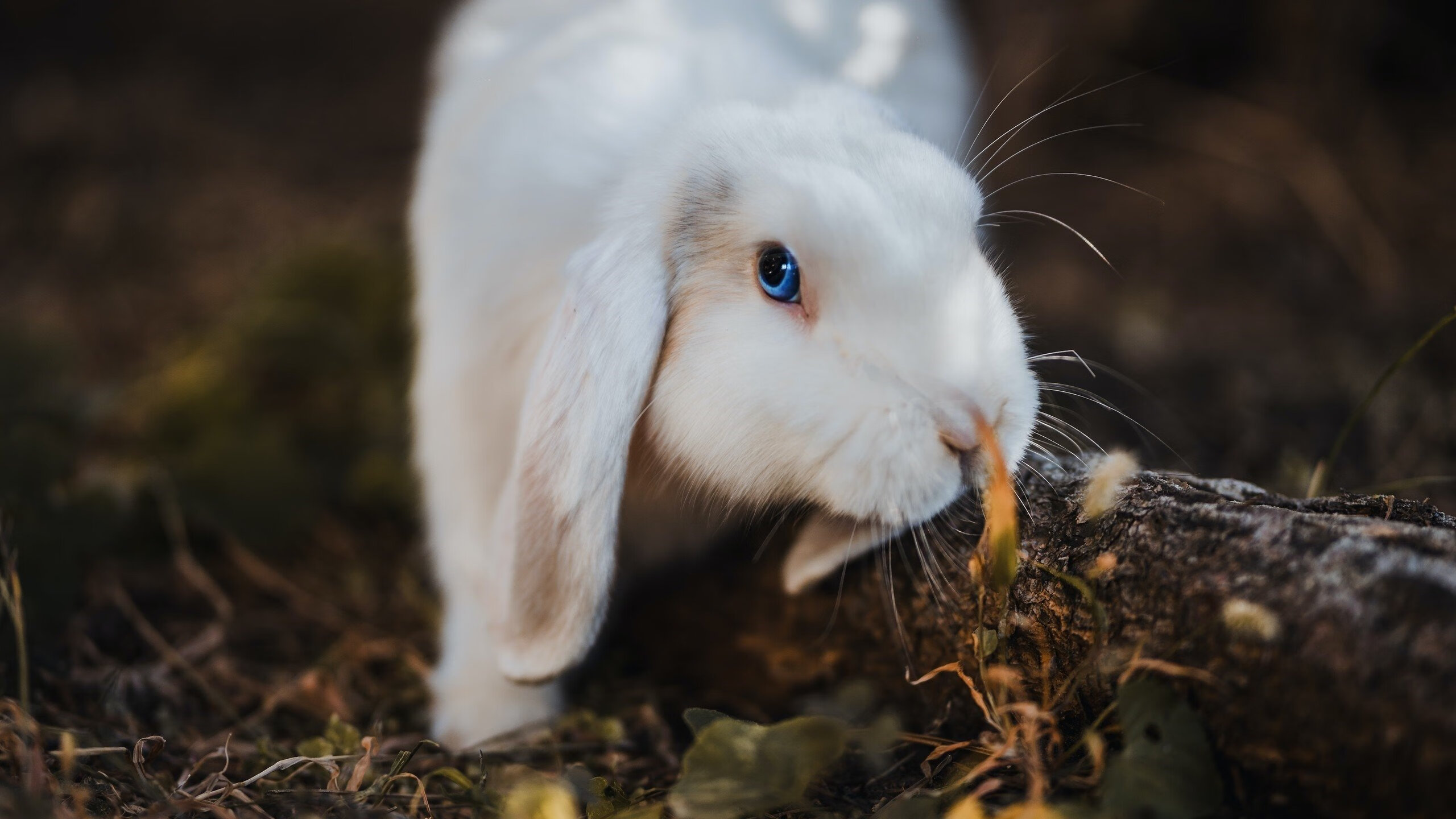 乐鱼官方登录入口-欧洲杯变阵惊奇：魔术布阵，效果显著！，欧洲杯神奇规律