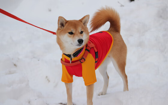乐鱼体育登录-篮球励志演讲走进高校激发学生拼搏信念与团队意识，篮球即兴演讲