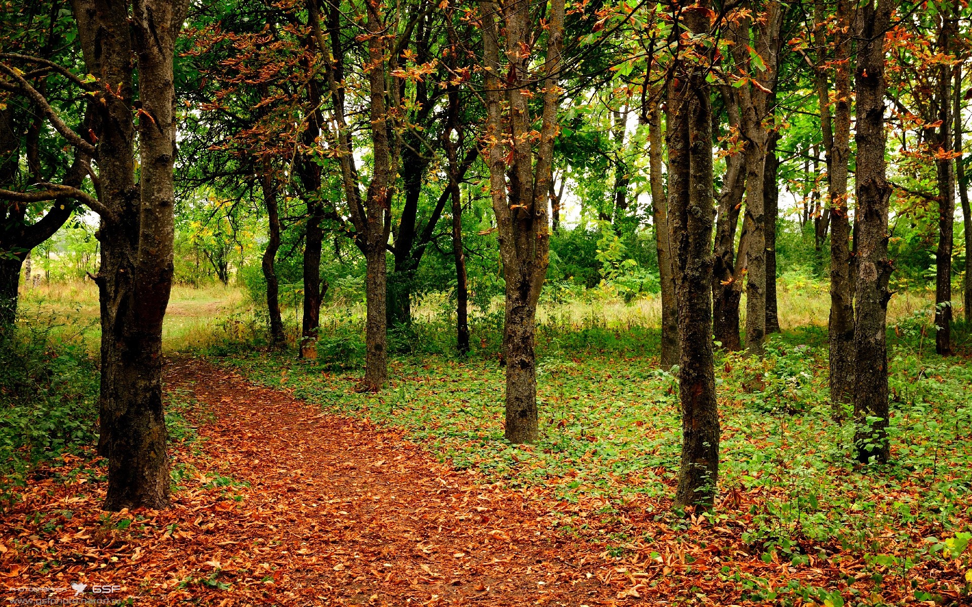 自由泳接力赛希腊力压强敌,自由泳接力比赛
