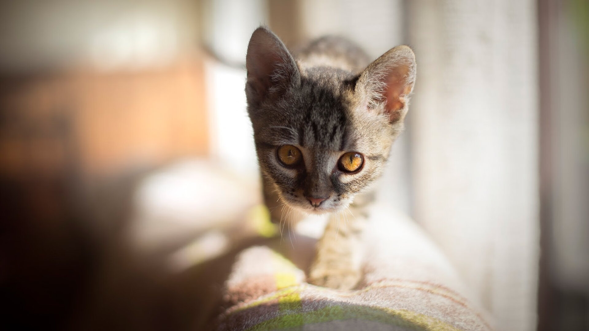 leyu乐鱼官网登录入口-艾比·德尔福：坚决的防守为南非队赢得重要比赛，稳守阵地，艾比利德尔